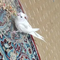 عروس گمشده ..عروس هلندی گمشده