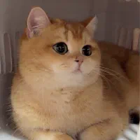 نیازمند بریتیش گلد نر جهت جفتگیری