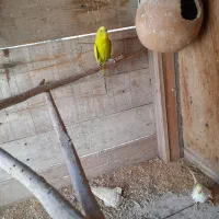 مرغ عشق|پرنده|کنارک, |دیوار