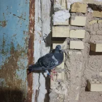 جوجه پلاکی