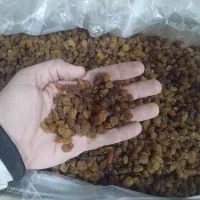 کشمش تیزابی شسته شده درجه یک|خوردنی و آشامیدنی|ملایر, |دیوار