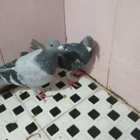 کفتر رنگه .سبز پلاکی هوایی مدرک دار|پرنده|مشهد, کوی پلیس|دیوار