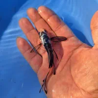 رنگین کمان کوی چرم و باتر فلای