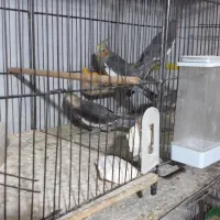 جوجه عروس|پرنده|اراک, |دیوار