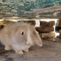 خرگوش لوپ زرنگ وباهوش دست آموز