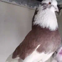 کبوتر پشت دار(دوبال)قرمز