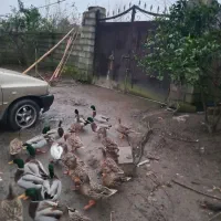 اردکهای پروازی کله سبزترین بالا|حیوانات مزرعه|رودبنه, |دیوار