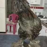خروس و مرغ