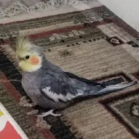 عروس هلندی نر سینامون