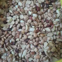 لوبیا ارزون قیمت