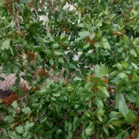 پیوند پسته
