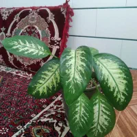 دیفن باخیا فروشی