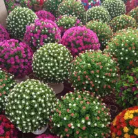 فروش عمده|گل و گیاه طبیعی|بیرانوند, |دیوار