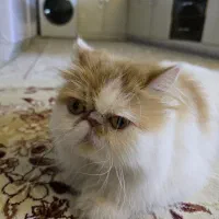 گربه پرشین سوپر فلت|گربه|چهاردانگه (تهران), |دیوار