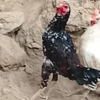 سلام خروس فروشی در مچقاسم