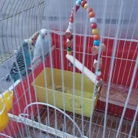 مرغ عشق جفت