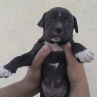 توله آمریکن پیتبول