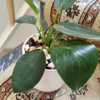 یک عدد گل زیبا و سالم کاملا طبیعی|گل و گیاه طبیعی|قم, نیروگاه|دیوار