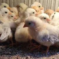 جوجه مرغ نژاد کوشین پانتام و جاپنیز (ژاپنیکس)|حیوانات مزرعه|تبریز, |دیوار