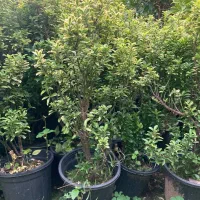 شمشاد سوزنی نعنایی و طلایی|گل و گیاه طبیعی|واجارگاه, |دیوار