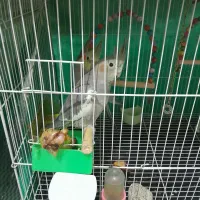 عروس هلندی|پرنده|گلبهار, شهر جدید گلبهار|دیوار