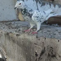 پلاکی|پرنده|شیراز, کوشک میدان|دیوار