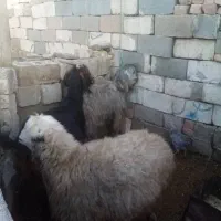 گوسفند 3تعداد