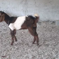 بز پاکستانی نر