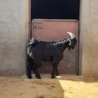 دوبر بزغاله بز بره میش قوچ دوبری|حیوانات مزرعه|قم, شاه ابراهیم|دیوار