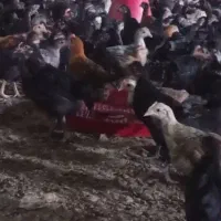 جوجه محلی50روزه