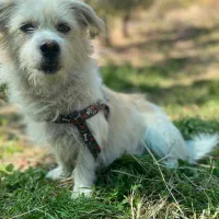 سگ پاکوتاه. ۲تومن