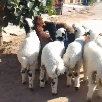 18عدد بره نر شرط صحیح وسالم چاق چاق