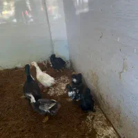 مرغ و اردک