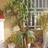 درختچه مصنوعی