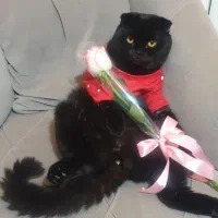 گربه اسکاتیش  نرخالص