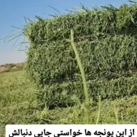 یونجه درجه یک|عمدهفروشی|زنجان, |دیوار