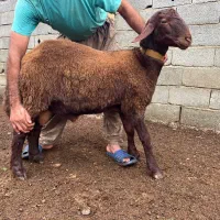 بره قوچ های ژندار افشار همو و هترو|حیوانات مزرعه|گرگان, |دیوار