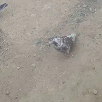 کفترباخت دادم