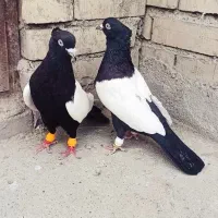 سینه سیاه کله سیاه