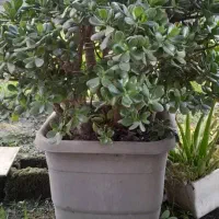 گل ثروت|گل و گیاه طبیعی|رودبنه, |دیوار