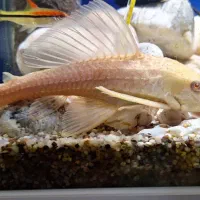 یک عدد لجنخوار البینو ۲۰ سانتی