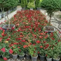 خدمات باغبانی درخت کاری باغچه کاری تعویض خاک گلدون|خدمات باغبانی و درختکاری|تهران, ستارخان|دیوار