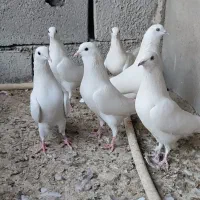 کبوتر پتی والا|پرنده|سراوان, |دیوار