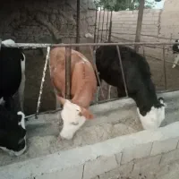 گوساله تلیسه