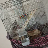 عروس هلندی سخنگو و آواز خوان|پرنده|نورآباد, |دیوار