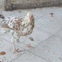 مرغ وخروس ونیمچه گلین|حیوانات مزرعه|قرچک, میرزائی شمالی|دیوار