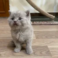 بریتیش لیلاک و بلو و تبی