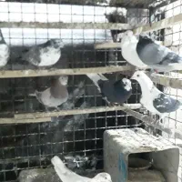 چند جفت مایه کبوتر|پرنده|تهران, تهرانپارس غربی|دیوار