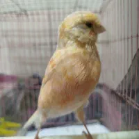 قناری پرتقالی