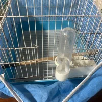 قفس پرنده|لوازم جانبی حیوانات|رشت, باهنر|دیوار